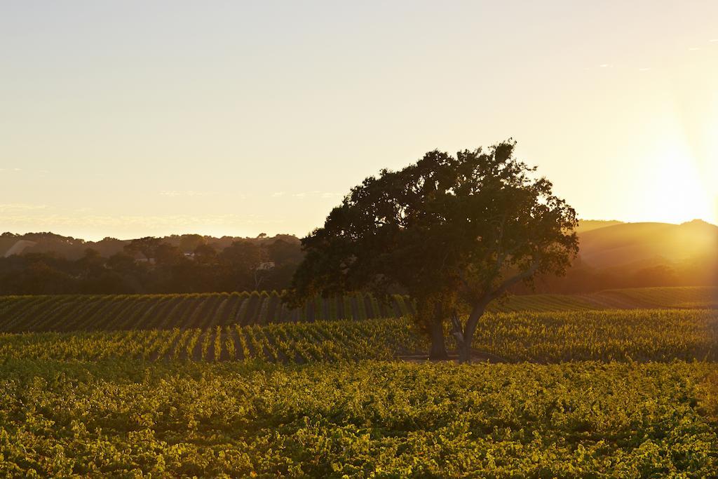 Summerwood Inn Paso Robles Bilik gambar